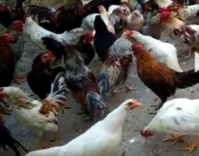 Bán gà tre giá sỉ số lượng lớn Mới 100%, giá: 95.000đ