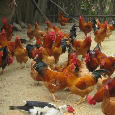 Gà Tre Thả Vườn Thuần Chủng giá sỉ, giá bán buôn